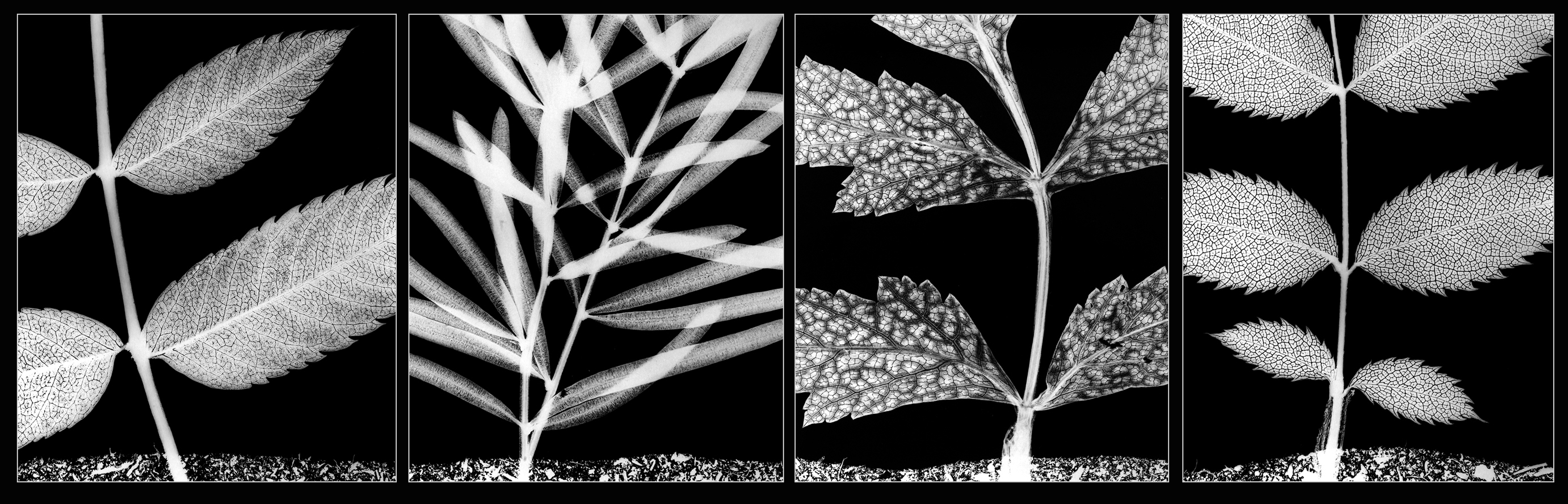 Photogram with plants and soil, from Jonn Leffmann's photo suite 'Herbarium' 1999.